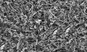 Textures   -   NATURE ELEMENTS   -   VEGETATION   -   Green grass  - Frozen grass texture seamless 19671 - Displacement