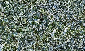 Textures   -   NATURE ELEMENTS   -   VEGETATION   -  Green grass - Frozen grass texture seamless 19671