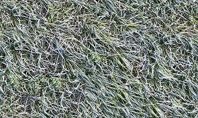 Textures   -   NATURE ELEMENTS   -   VEGETATION   -  Green grass - Frozen grass texture seamless 19672