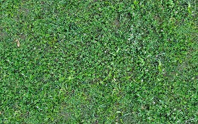 Textures   -   NATURE ELEMENTS   -   VEGETATION   -  Green grass - Wild green grass texture seamless 20654