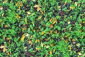 Textures   -   NATURE ELEMENTS   -   VEGETATION   -  Green grass - Understory grass texture seamless 20655