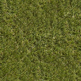 Textures   -   NATURE ELEMENTS   -   VEGETATION   -  Green grass - alpine green grass texture seamless 21346