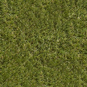 Textures   -   NATURE ELEMENTS   -   VEGETATION   -   Green grass  - alpine green grass texture seamless 21346