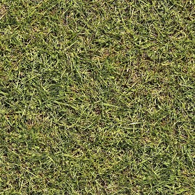 Textures   -   NATURE ELEMENTS   -   VEGETATION   -   Green grass  - Green grass texture seamless 21347