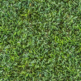 Textures   -   NATURE ELEMENTS   -   VEGETATION   -   Green grass  - green grass texture seamless 21348