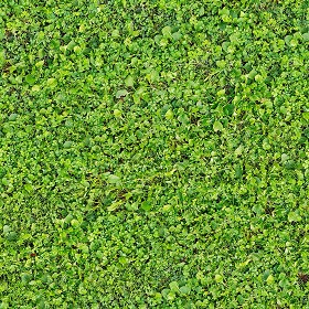 Textures   -   NATURE ELEMENTS   -   VEGETATION   -  Green grass - Grass PBR texture seamless 21453
