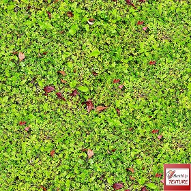 Textures   -   NATURE ELEMENTS   -   VEGETATION   -  Green grass - Green grass PBR texture seamless 21692