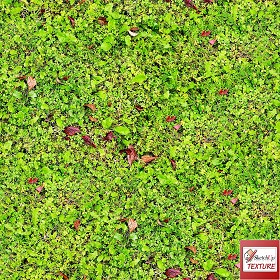 Textures   -   NATURE ELEMENTS   -   VEGETATION   -   Green grass  - Green grass PBR texture seamless 21692