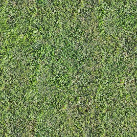 Textures   -   NATURE ELEMENTS   -   VEGETATION   -  Green grass - Green grass pbr texture seamless 22094