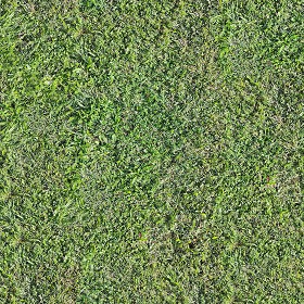 Textures   -   NATURE ELEMENTS   -   VEGETATION   -   Green grass  - Green grass pbr texture seamless 22094