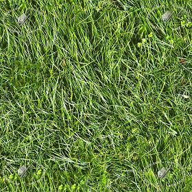 Textures   -   NATURE ELEMENTS   -   VEGETATION   -  Green grass - Green grass texture seamless 12968