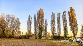 Textures   -   BACKGROUNDS &amp; LANDSCAPES   -   NATURE   -   Countrysides &amp; Hills  - Country landscape with trees background hdr 20998