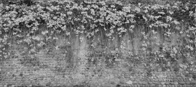 Textures   -   ARCHITECTURE   -   STONES WALLS   -   Stone walls  - Italy old wall stone with wild vegetation texture horizontal seamless 19674 - Displacement