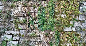Textures   -   ARCHITECTURE   -   STONES WALLS   -  Stone walls - Old stone wall with climbing plants texture seamless 20774