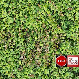 Textures   -   FREE PBR TEXTURES  - green hedge PBR texture seamless 21472