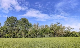 Textures  - Country landscape with trees background 22416