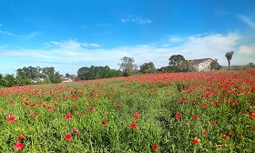 Textures   -   BACKGROUNDS &amp; LANDSCAPES   -   NATURE   -   Countrysides &amp; Hills  - Meadow with poppies background 22417