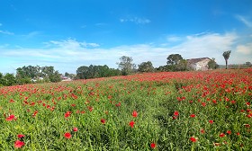 Textures   -   BACKGROUNDS &amp; LANDSCAPES   -   NATURE   -  Countrysides &amp; Hills - Meadow with poppies background 22417