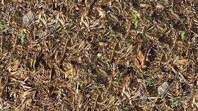 Textures   -   NATURE ELEMENTS   -   VEGETATION   -  Dry grass - Dry leaves after harvest of corn texture seamless 17674