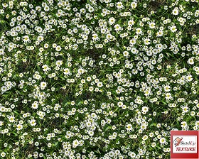 Textures   -   NATURE ELEMENTS   -   VEGETATION   -   Flowery fields  - Flowery meadow texture seamless 12966 (seamless)