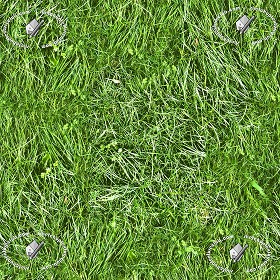 Textures   -   NATURE ELEMENTS   -   VEGETATION   -  Green grass - Green grass texture seamless 12969