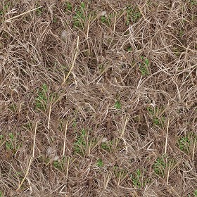 Textures   -   NATURE ELEMENTS   -   VEGETATION   -   Dry grass  - Dry grass texture seamless 18654 (seamless)