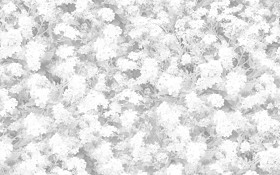 Textures   -   NATURE ELEMENTS   -   VEGETATION   -   Flowery fields  - Meadow of myosotis victoria texture seamless 20583 - Ambient occlusion