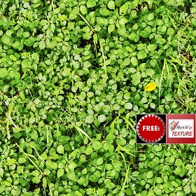 Textures   -  FREE PBR TEXTURES - Green lawn PBR texture seamless 21847