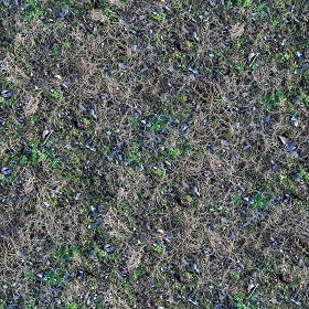 Textures   -   NATURE ELEMENTS   -   VEGETATION   -  Dry grass - dry grass texture seamless 21404