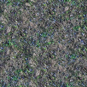 Textures   -   NATURE ELEMENTS   -   VEGETATION   -   Dry grass  - dry grass texture seamless 21404