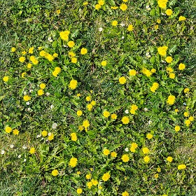 Textures   -   NATURE ELEMENTS   -   VEGETATION   -  Flowery fields - spring meadow pbr texture-semaless 22190