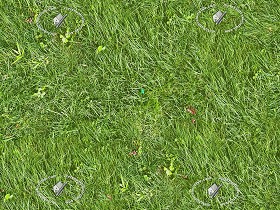 Textures   -   NATURE ELEMENTS   -   VEGETATION   -   Green grass  - Green grass texture seamless 12970 (seamless)