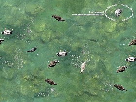Textures   -   NATURE ELEMENTS   -   WATER   -   Streams  - Water with ducks texture seamless 18345 (seamless)