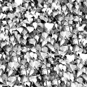 Textures   -   NATURE ELEMENTS   -   VEGETATION   -   Hedges  - Ivy hedge texture seamless 13115 - Bump