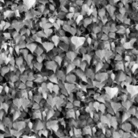 Textures   -   NATURE ELEMENTS   -   VEGETATION   -   Hedges  - Ivy hedge texture seamless 13115 - Displacement