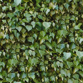 Textures   -   NATURE ELEMENTS   -   VEGETATION   -  Hedges - Ivy hedge texture seamless 13115