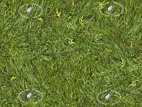 Textures   -   NATURE ELEMENTS   -   VEGETATION   -  Green grass - Green grass texture seamless 12971