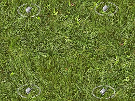 Textures   -   NATURE ELEMENTS   -   VEGETATION   -   Green grass  - Green grass texture seamless 12971 (seamless)