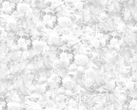 Textures   -   NATURE ELEMENTS   -   VEGETATION   -   Hedges  - Hedge of roses texture seamless 16575 - Ambient occlusion