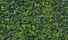 Textures   -   NATURE ELEMENTS   -   VEGETATION   -  Hedges - Green hedge texture seamless 17380
