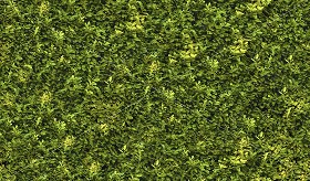 Textures   -   NATURE ELEMENTS   -   VEGETATION   -  Hedges - Green hedge texture seamless 17381