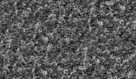 Textures   -   NATURE ELEMENTS   -   VEGETATION   -   Hedges  - Autumn hedge texture seamless 17382 - Displacement