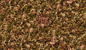 Textures   -   NATURE ELEMENTS   -   VEGETATION   -  Hedges - Autumn hedge texture seamless 17382