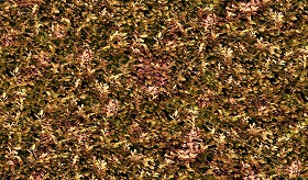 Textures   -   NATURE ELEMENTS   -   VEGETATION   -   Hedges  - Autumn hedge texture seamless 17382 (seamless)