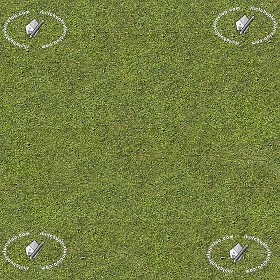 Textures   -   NATURE ELEMENTS   -   VEGETATION   -   Green grass  - Green grass texture seamless 12972 (seamless)