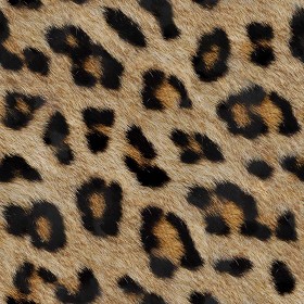 Textures   -   MATERIALS   -  FUR ANIMAL - Leopard faux fake fur animal texture seamless 09556
