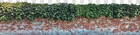 Textures   -   NATURE ELEMENTS   -   VEGETATION   -  Hedges - Cut out hedge with brick wall 17682