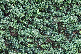 Textures   -   NATURE ELEMENTS   -   VEGETATION   -  Hedges - Creeper wild texture seamless 18340