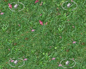 Textures   -   NATURE ELEMENTS   -   VEGETATION   -  Green grass - Green grass texture seamless 12973
