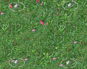 Textures   -   NATURE ELEMENTS   -   VEGETATION   -   Green grass  - Green grass texture seamless 12973 (seamless)